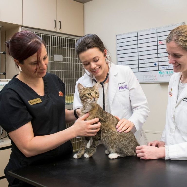 OSU collaborates with family veterinarians to improve pet care VPNextGen